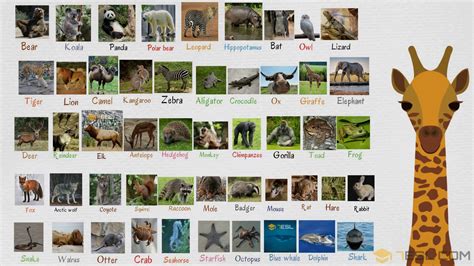 Wild Animals List Of Wild Animal Names In English With Images 7 E S L