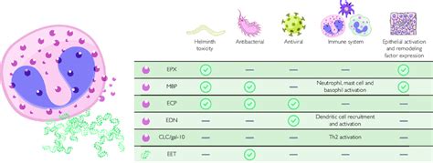 Roles Of Eosinophil Granule Proteins And Extracellular Traps In Innate