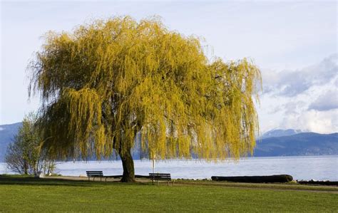 Weeping Willow Tree Diseases And The Ways We Can Tackle Them Gardenerdy