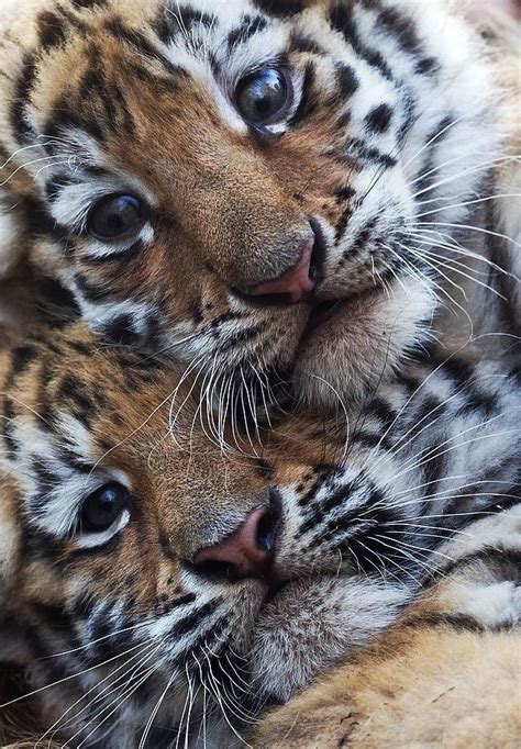 Tiger Cubs Cute Animals Wild Cats Animals Beautiful