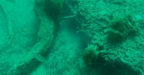 Video 60000 Year Old Preserved Underwater Forest Discovered In The