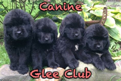 Newfie Puppies Memes And S Imgflip