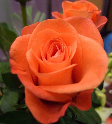 Peach rose bouquet for delivery! A peach colored rose | Beautiful roses, Rose, Beautiful ...