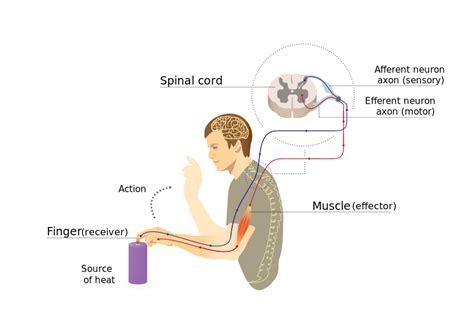 Muscle Stretch Reflex - Reflex Arc Components - Monosynpatic Stretch ...
