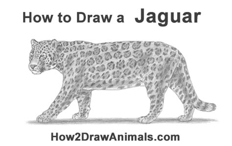 Now let's work with the strips of our tiger. How to Draw a Jaguar