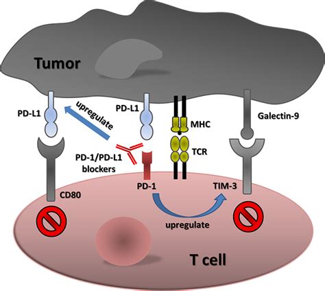 Immune Checkpoint Blockade And Adaptive Immune Resistance In Cancer