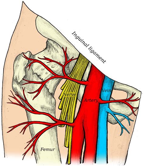 Anatomia Da Veia Femoral