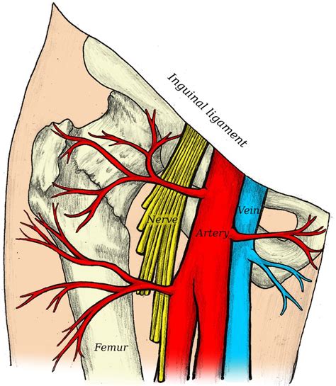 Arteria Femoralis Anatomie Verlauf Femoralispuls Kenhub