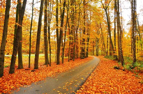 Autumn Fall Landscape Nature Tree Forest Leaf Leaves Wallpapers