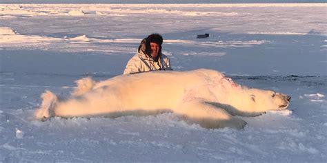 Polar Bear Hunts Canadian High Arctic Adventures