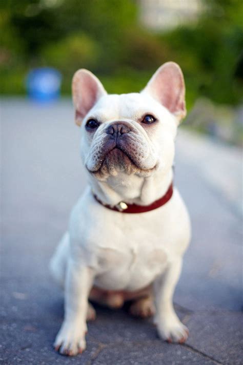 What does a french bulldog look like. Bryant Park Grill Wedding by Patricia Kantzos Photography ...