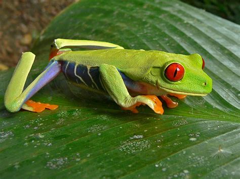 Red Eyed Tree Frog Agalychnis Callidryas Tortuguero Np Flickr