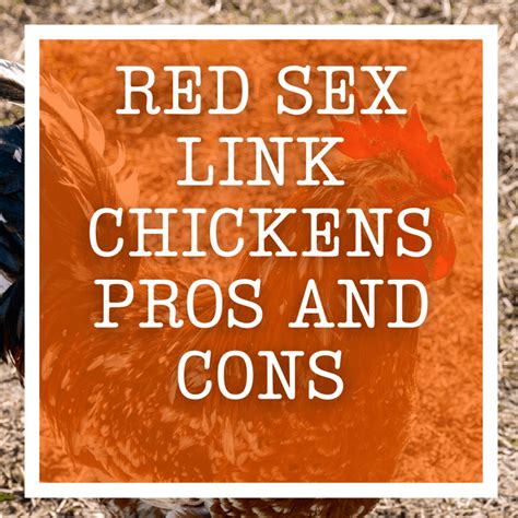 Red Sex Link Chickens Pros And Cons