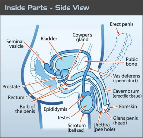 Inside Scoop Penis And Testicles Teen Health Source