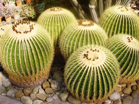 Globe shaped stem that becomes barrel shaped as it matures with a pale green, heavily ribbed that sprouts radial yellow spines from its numerous areoles. Echinocactus grusonii (Golden Barrel Cactus) | World of ...