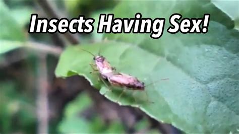 Insects Having Sex Youtube