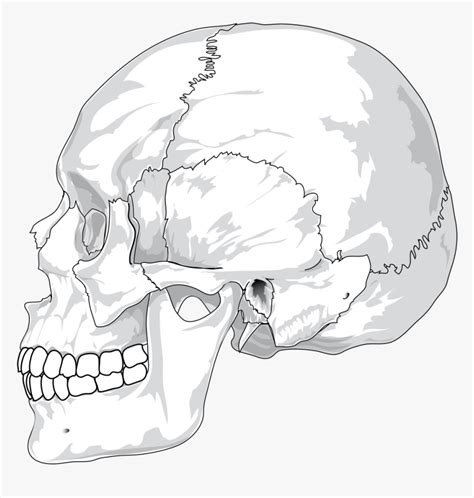 Skull Cracked Head Skeleton Side Skeletal Human Skull Side View