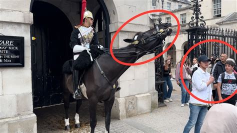 Meet Ormonde The Kings Guard Horse That Keeps Tourists At A Distance