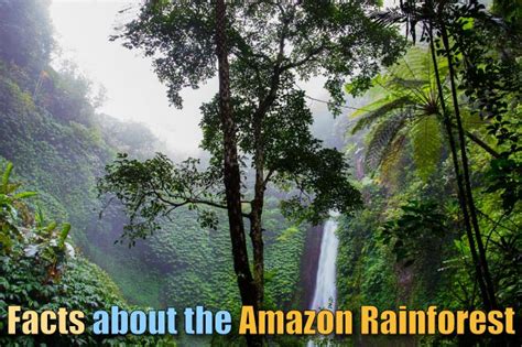 Facts About The Amazon Rainforest The Ultimate Guide