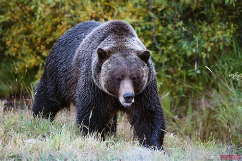 Grizzly Bear Banff National Park Alberta Canada Royalty Free