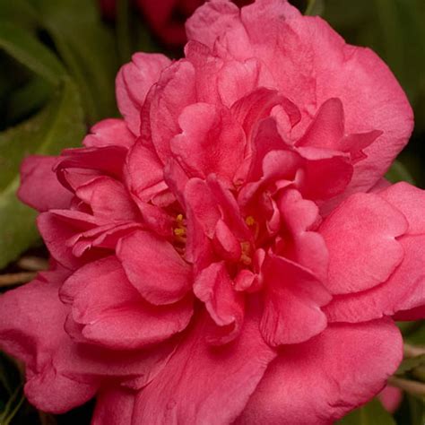Southern Living Plants Alabama Beauty Camellia Flowering Bush 25 Qt