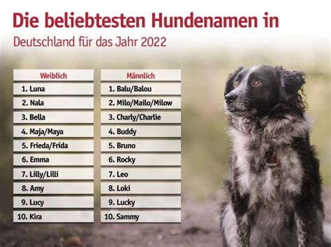 Beliebte Hundenamen In Deutschland 2022 Männlich Und Weiblich