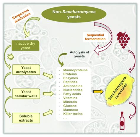 main cell components of non saccharomyces yeasts with the potential for download scientific