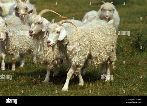 Angora Goat Wool