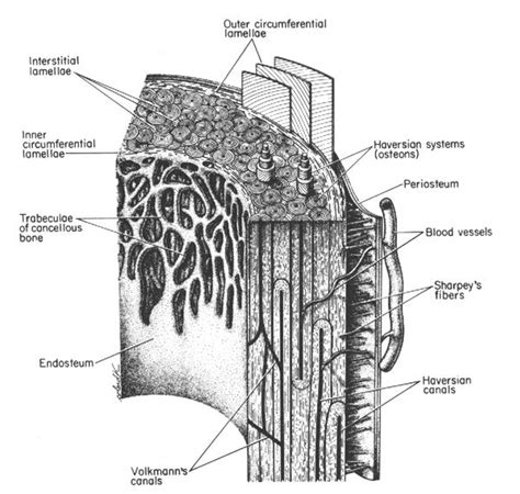 Compact Bone Diagram Easy Spongy Bone Youtube The Structure Of