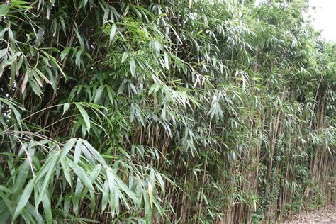 Pseudosasa Japonica Arrow Bamboo Bamboo Plants Hq