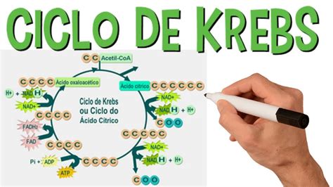50 Mapa Conceptual Etapas Del Ciclo De Krebs