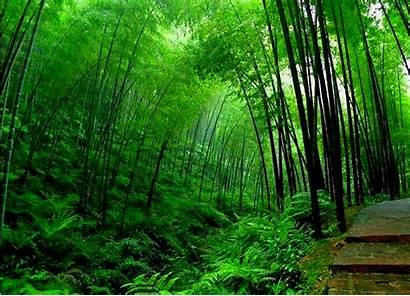 Bamboo Tree Wallpapers Forest Trees Fern China