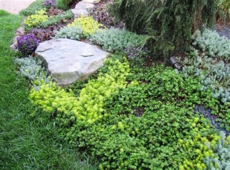 Groundcover Ideas For Sunny Areas Succulent Landscaping Front Yard