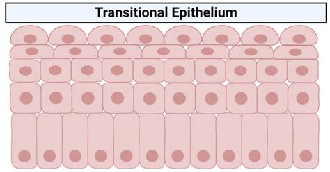 Transitional Epithelium Definition Structure Functions Examples