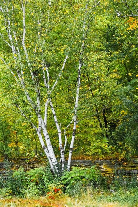 White Birch Tree Forest Spring Flowers Stock Photo Image Of White