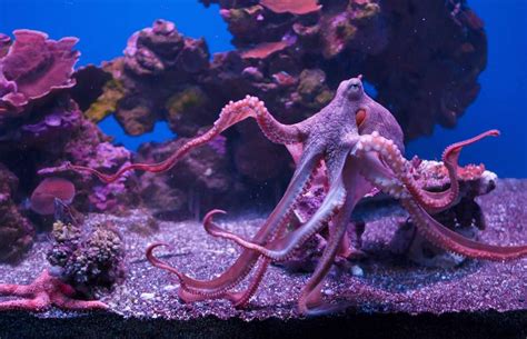 Guide To Keeping A Pet Octopus Care Legality Enrichment