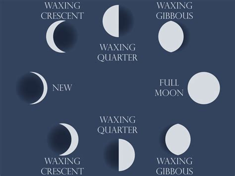 Moon Phases The Whole Cycle From New Moon To Full Vector Illustration