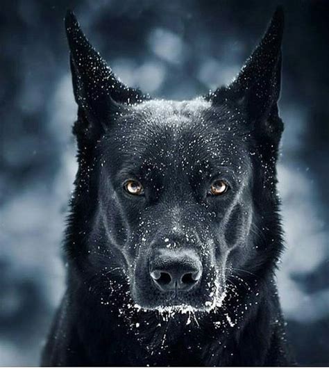 Beautiful Black German Shepherd Puppy Black German Shepherd Black