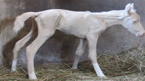 When This Mare Gave Birth To Her Baby Workers Saw The Afterbirth And
