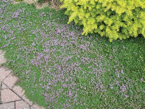 Thyme Ground Cover Southern California Againlokasin