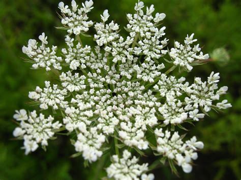 Queen Annes Lace 3 Free Photo Download Freeimages