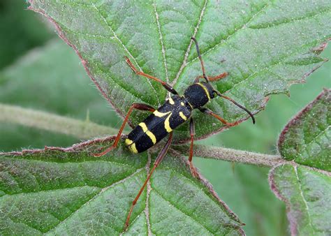 Wasp Beetle Clytus Arietis North Cave Wetlands 27052 Flickr