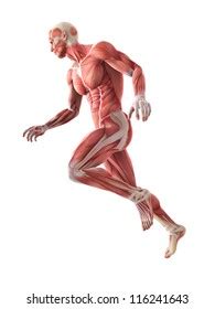 There are around 650 skeletal muscles within the typical human body. Muscle Anatomy Images, Stock Photos & Vectors | Shutterstock
