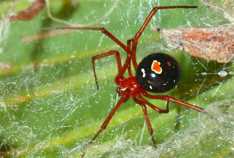 7 Of The Worlds Most Poisonous Spiders And Where You Can Find Them