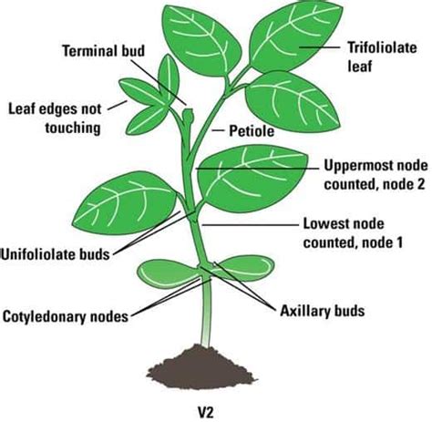 Soybean Plant How To Grow Care Pest Control And Uses Of Soybeans
