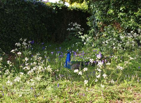 The Swenglish Home My Secret Garden Secret Garden Garden Plants