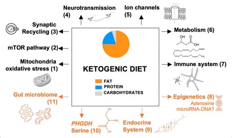 Proposed Mechanisms Of The Ketogenic Diet Previously Reported