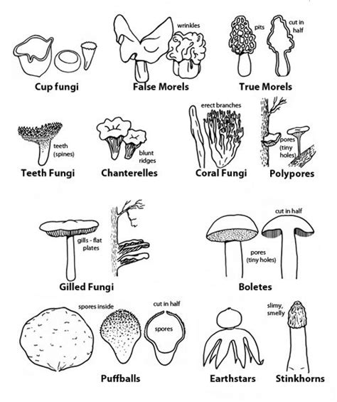 17 Best images about Mushrooms on Pinterest | The giants, Logs and ...