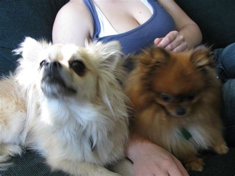 Keeper And Dolce Chihuahuapapillon Mix And Pomeranian