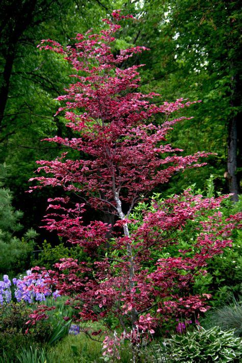 29 Best Beech Fagus Sylvatica Images Plants Beech Tree Trees To
